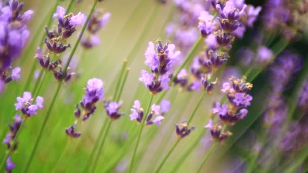 Roze Bloem Van Lavendel Close Bijen Verzamelen Stuifmeel — Stockvideo