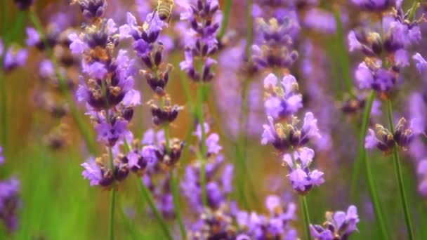 Roze Bloem Van Lavendel Close Bijen Verzamelen Stuifmeel — Stockvideo