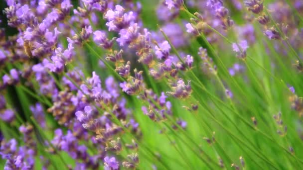 Pink Flower Lavender Close Bees Gathering Pollen — Stock Video
