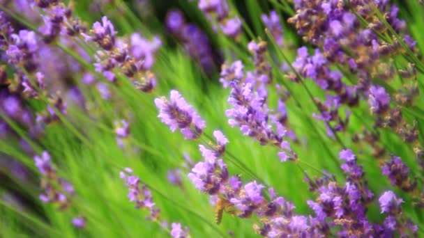 Flor Rosa Lavanda Fechar Abelhas Recolhendo Pólen — Vídeo de Stock