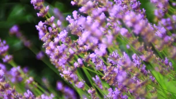 Pink Flower Lavender Close Bees Gathering Pollen — Stock Video