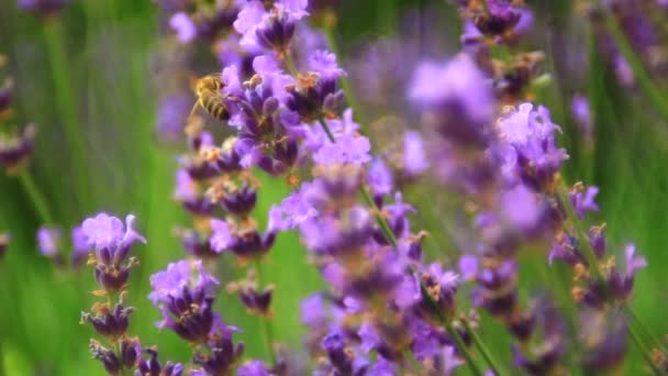 ラベンダーのピンク色の花を閉じ 花粉を集める蜂 — ストック動画