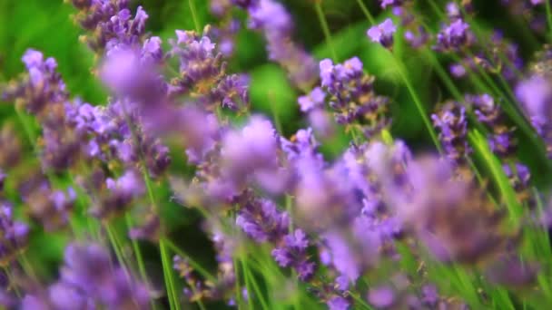 Rosa Lavendelblomma Nära Håll Och Bin Som Samlar Pollen — Stockvideo