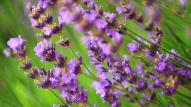 Ροζ Λουλούδι Λεβάντας Κοντά Και Μέλισσες Που Συλλέγουν Γύρη — Αρχείο Βίντεο
