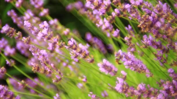 Roze Bloem Van Lavendel Close Bijen Verzamelen Stuifmeel — Stockvideo