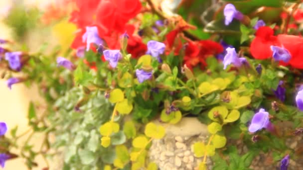 Red Yellow Flowers Pot Close — Stock Video