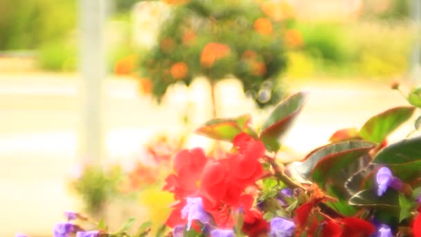Κόκκινα Και Κίτρινα Λουλούδια Μια Κατσαρόλα Από Κοντά — Αρχείο Βίντεο