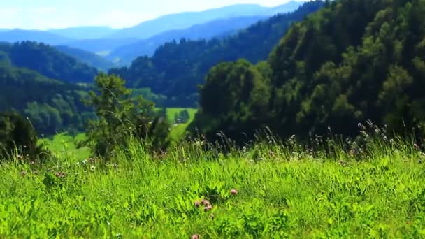 Grüne Wälder Und Hügel Tal Sommer Leichter Wind — Stockvideo