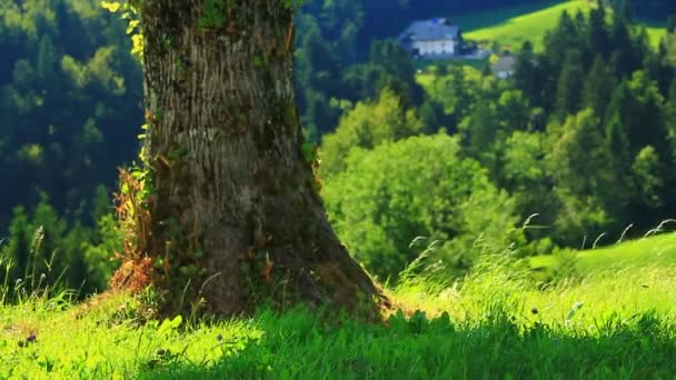 Grote Boom Voor Groene Vallei Achter Zomertijd Lichte Wind — Stockvideo