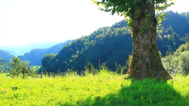 Prachtig Gras Grote Boom Bossen Een Prachtige Zomer Bossen — Stockvideo