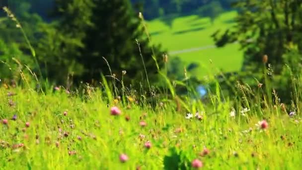 Piękna Trawa Duże Drzewo Lasy Pięknych Letnich Lasach — Wideo stockowe