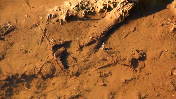 Kleine Mückenähnliche Tiere Einem Schmutzigen Kleinen Teich Wasserschreiter — Stockvideo