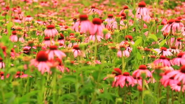 Echinacea Rosa Flor Saudável Fro Produção Medicamentos — Vídeo de Stock