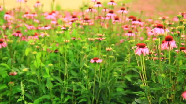 Roze Echinacea Gezonde Bloem Van Geneesmiddelenproductie — Stockvideo