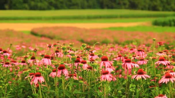 Pink Echinacea Healty Λουλούδι Fro Ιατρική Παραγωγή — Αρχείο Βίντεο