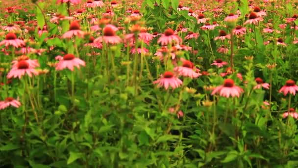 Roze Echinacea Gezonde Bloem Van Geneesmiddelenproductie — Stockvideo