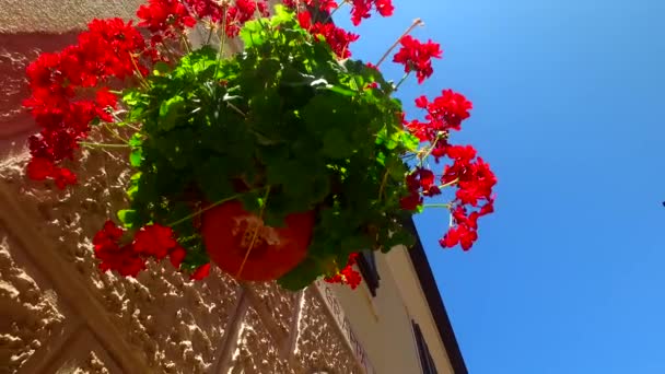 Flowers Strong Sun Rays — Stock video