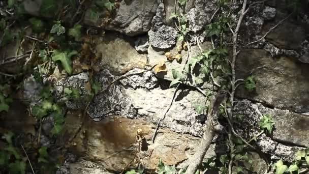 Giftiger Efeu Der Wand Grunziger Stil Alte Stein Und Betonmauer — Stockvideo