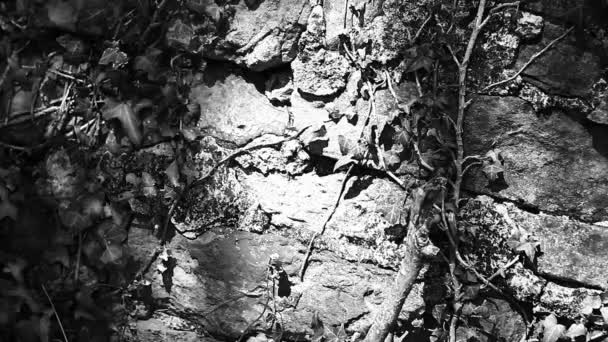 Ядовитый Плющ Стене Грибной Стиль Старая Каменная Бетонная Стена Разложение — стоковое видео