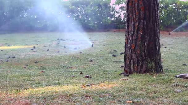 Sproeiers Sprenkelen Water Gedroogd Gras Zomer — Stockvideo