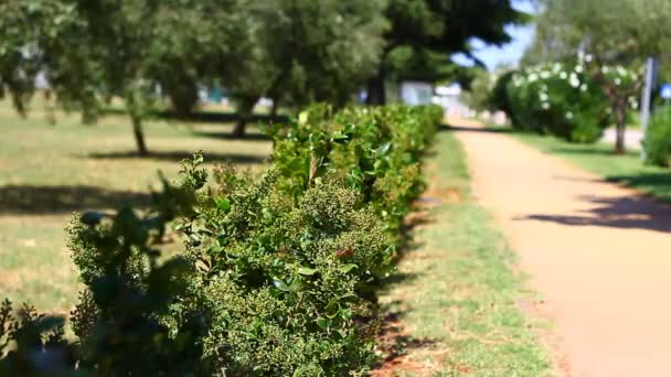 Gente Parque Verano Cerca Del Mar — Vídeos de Stock