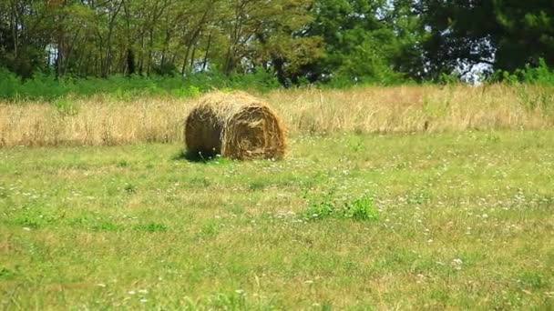 Hay Bale Dried Dried Brown Green Summer Pasture Sea — Stock Video