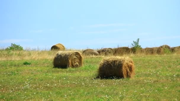 在靠近大海的干燥的褐色绿色夏季牧场上晒干了的干草 — 图库视频影像