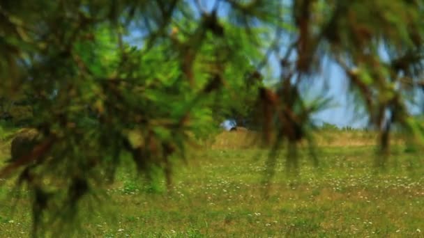 Hooibaal Gedroogd Een Gedroogde Bruine Groene Zomerweide Bij Zee — Stockvideo