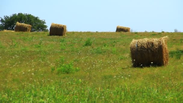 Hay Bale Dried Dried Brown Green Summer Pasture Sea — Stock Video