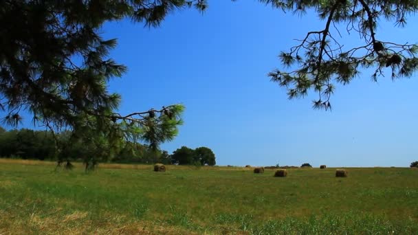 Seno Balík Sušené Sušené Hnědé Zelené Letní Pastviny Moře — Stock video