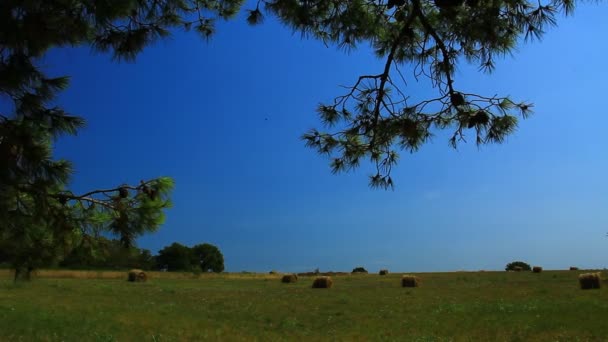 ヘイベール 海の近くの乾燥茶色の緑の夏の牧草地で — ストック動画