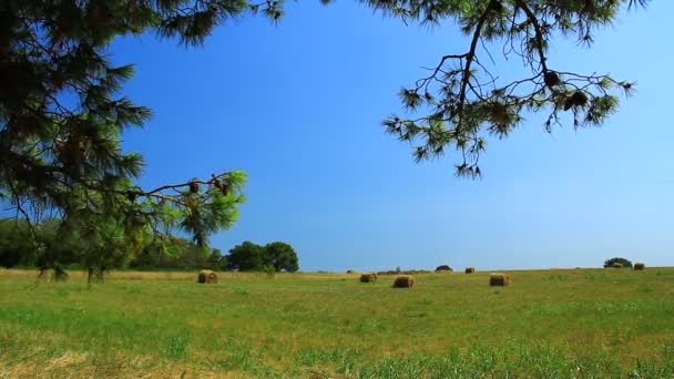 在靠近大海的干燥的褐色绿色夏季牧场上晒干了的干草 — 图库视频影像