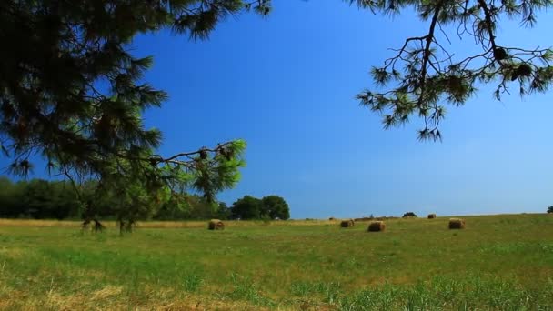 Hay Bálsamo Seco Pasto Seco Marrón Verde Verano Cerca Del — Vídeos de Stock