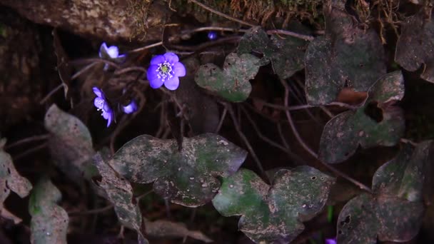 Early Spring Flowers Wet Dark Ground — Stock video