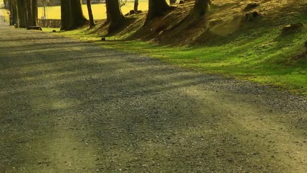 Shadows Shades Spring Park Trees Grass Leaves — Stockvideo