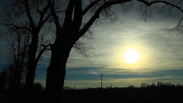 Tempo Lambisce Silhouette Quasi Spaventose Alberi Sole Sotto Nuvole — Video Stock