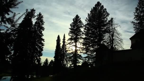 Сонце Тіні Грають Старому Лісі — стокове відео