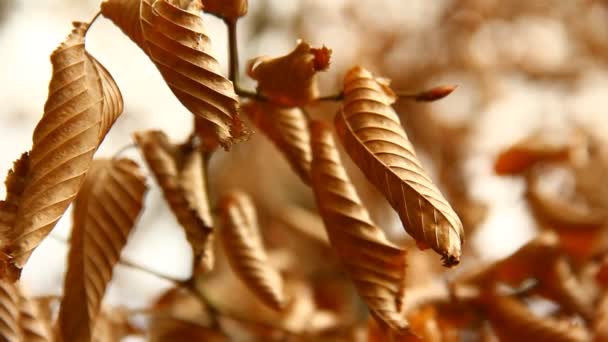 Marrones Hojas Secas Una Rama Bosque Otoño — Vídeos de Stock