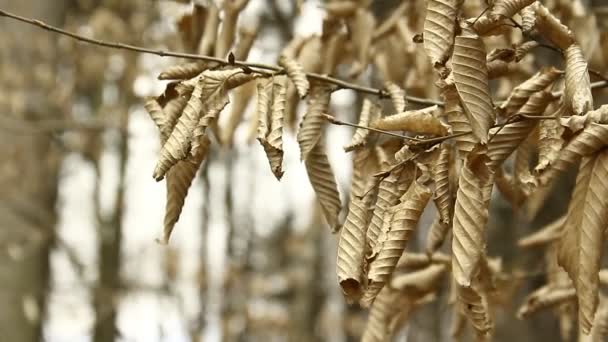 Braune Getrocknete Blätter Auf Einem Zweig Herbstwald — Stockvideo