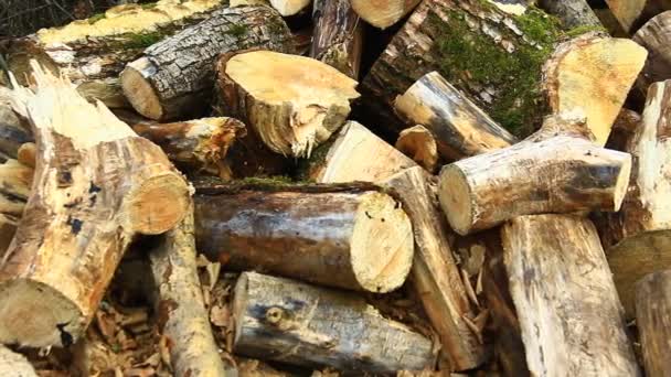 Logs Forest Prepared Transport — Wideo stockowe