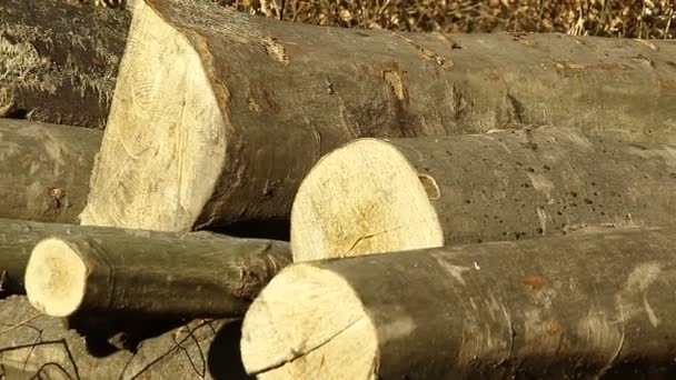 Madera Maderas Troncos Troncos Bosque Preparados Para Transporte — Vídeos de Stock