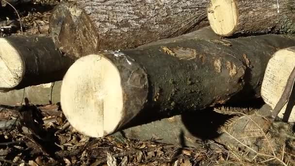 Wood Woods Trunks Logs Forest Prepared Transport — Stock Video