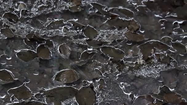 Художній Розпис Замороженого Листя Трави Осінньому Ставку — стокове відео