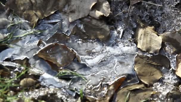 Artistic Painting Frozen Leaves Grass Autumn Pond — Stock Video