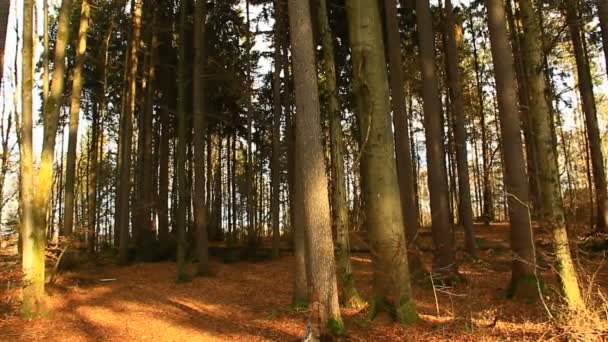 Prachtige Dag Het Najaarspark Met Intensief Licht Felle Kleuren Herfstkleuren — Stockvideo