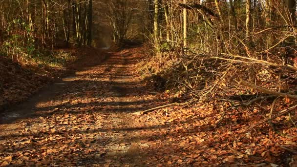 Prachtige Dag Het Najaarspark Met Intensief Licht Felle Kleuren Herfstkleuren — Stockvideo