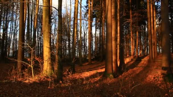 Prachtige Dag Het Najaarspark Met Intensief Licht Felle Kleuren Herfstkleuren — Stockvideo