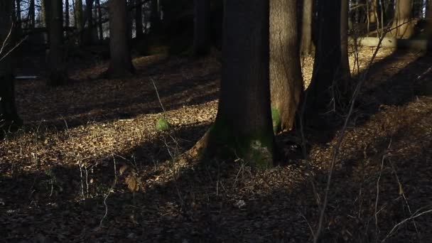 Sun Shadows Playing Old Forest — Wideo stockowe