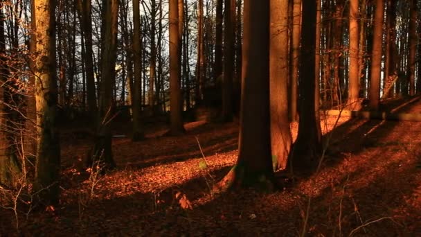 Sun Shadows Playing Old Forest — Vídeo de Stock