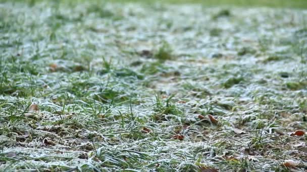 Frozen Grass Leaves Winter — Stock videók